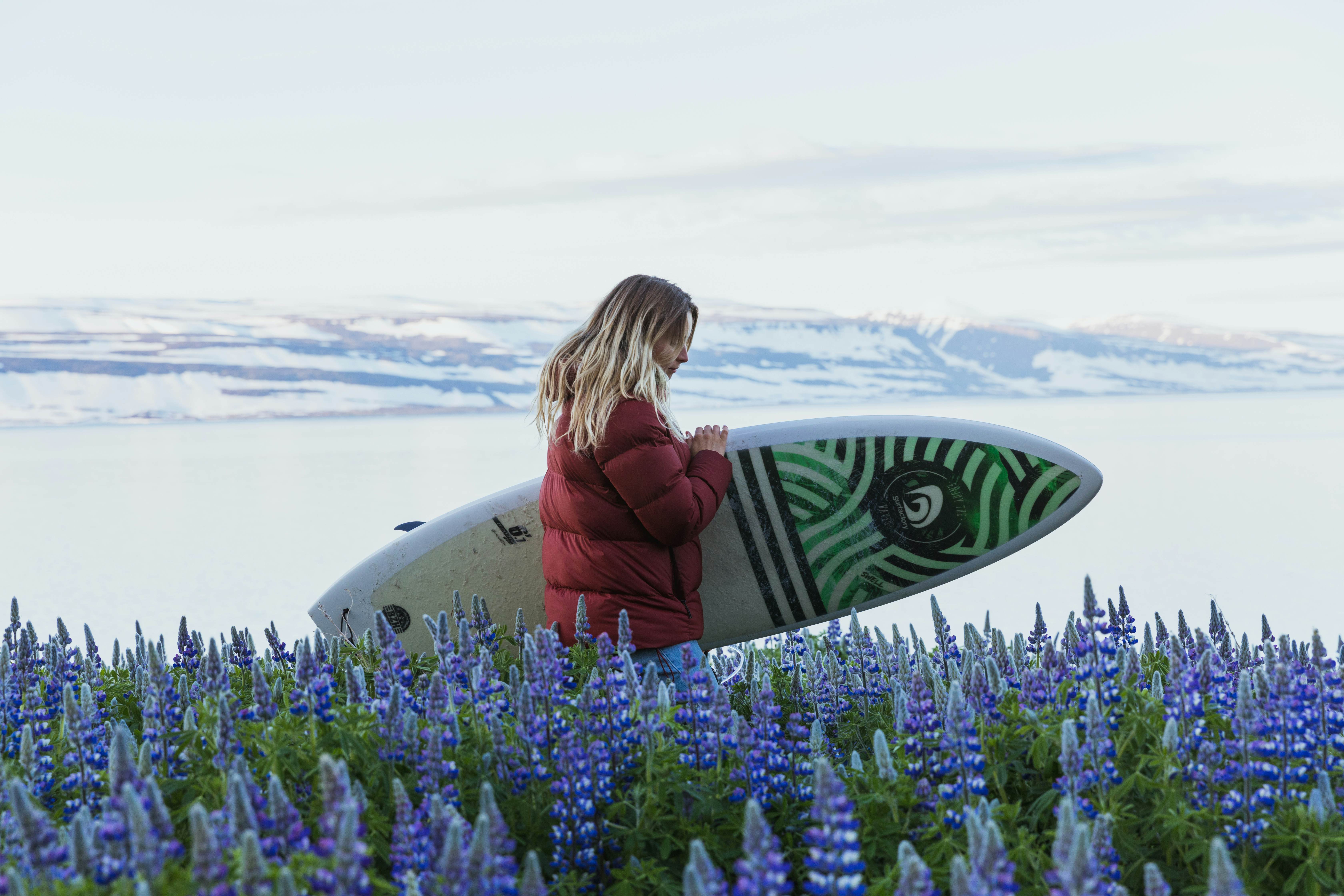 Surfer walks through field of purple flowers along the Icelandic coast.